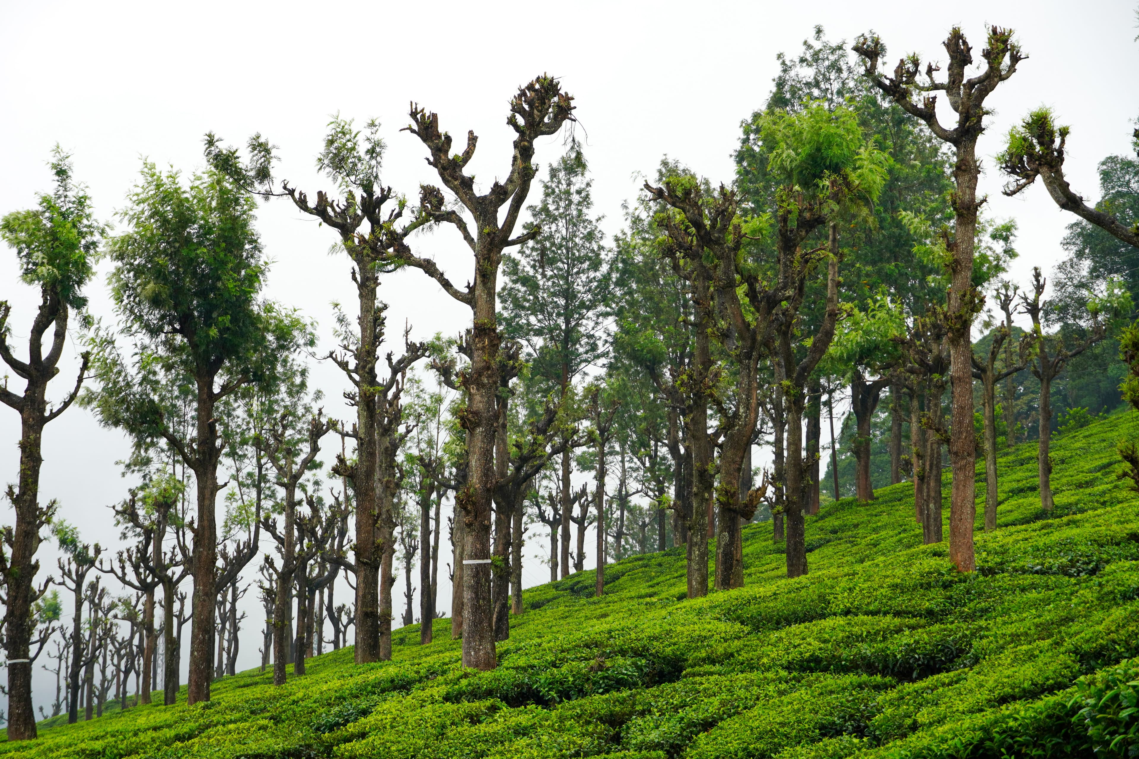 Green highland tea slopes and trees near Kanthalloor
